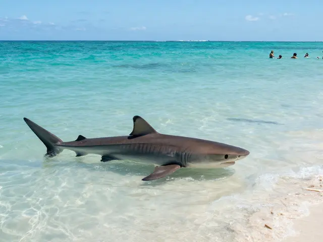 Kde je největší riziko útoku žraloků? Nejdangerznější místa na světě