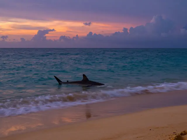 Kdy vyvarovat od koupání v moři kvůli žralokům? Praktický průvodce